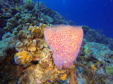 Image of Azure Vase Sponge