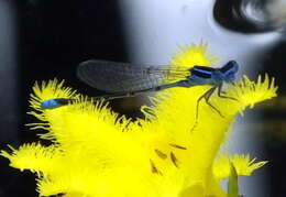 Image of Black-tailed Bluet