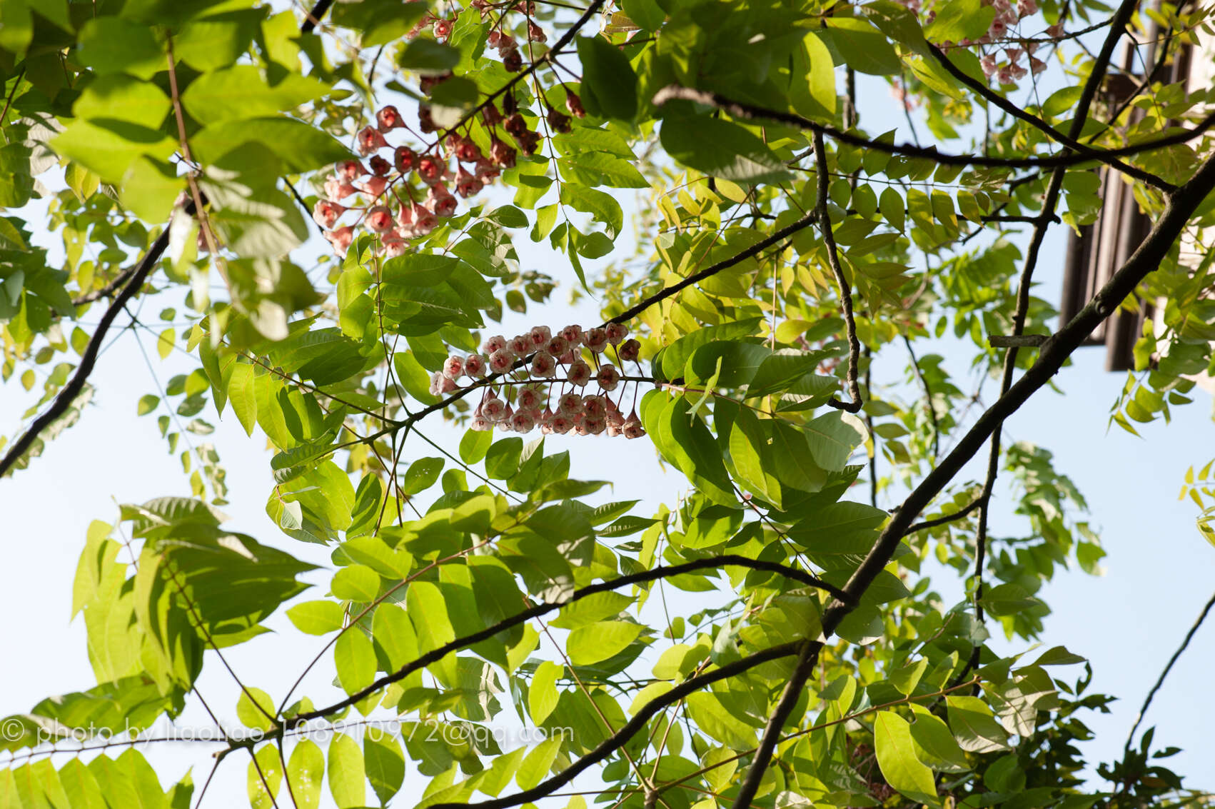 Image of Bretschneidera sinensis Hemsl.