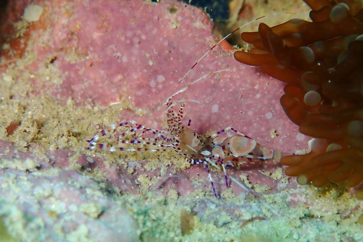 Image of Spotted cleaner shrimp