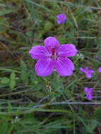 Sivun Geranium soboliferum Kom. kuva