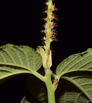 Imagem de Acalypha cincta Müll. Arg.