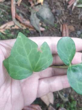 Слика од Hedera maderensis K. Koch ex A. Rutherf.