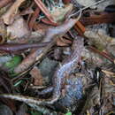 Image of Sonan's salamander