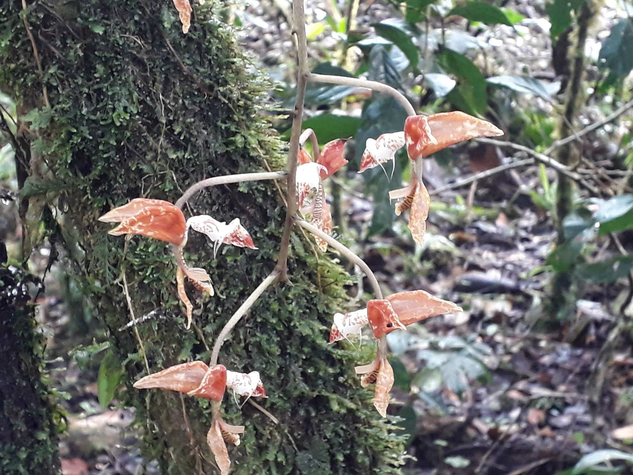 Imagem de Gongora rufescens Jenny