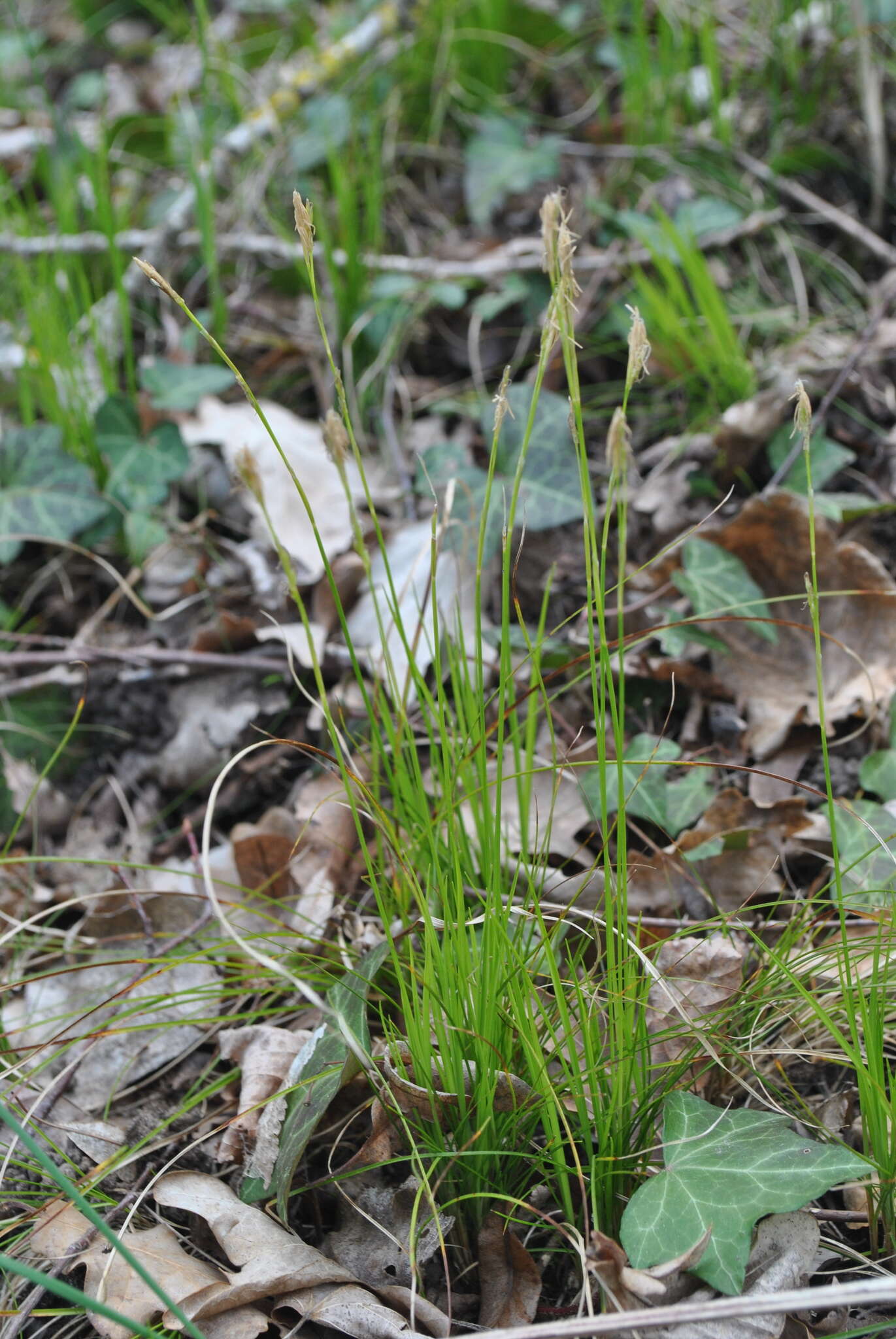 Image de Carex alba Scop.