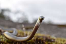 Image of Muller's Snake