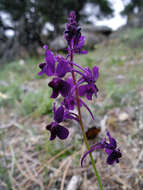 Sivun Linaria elegans Cav. kuva