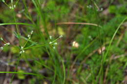 Imagem de Daucus glochidiatus (Labill.) Fischer, C. Meyer & Ave Lall.