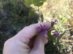 صورة Vernonia blodgettii Small