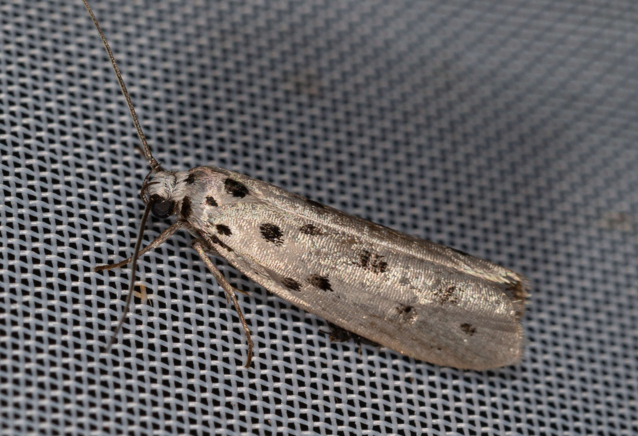 Image of Ethmia dodecea Haworth 1828