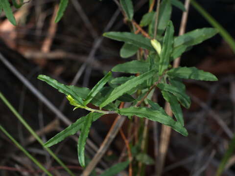 Imagem de Billardiera scandens Sm.