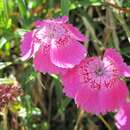 صورة Dianthus callizonus Schott & Kotschy