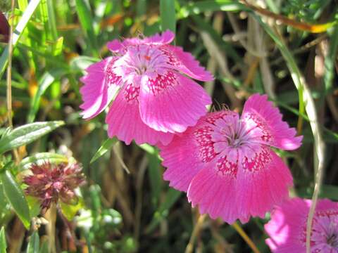 صورة Dianthus callizonus Schott & Kotschy