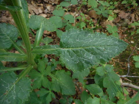 Image of Tephroseris longifolia subsp. brachychaeta Greuter