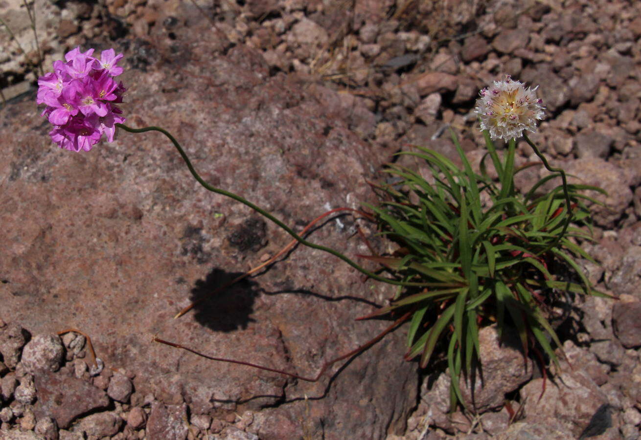 Image of Armeria maderensis Lowe