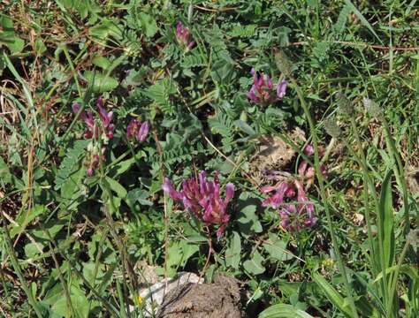 Image of Astragalus monspessulanus subsp. monspessulanus