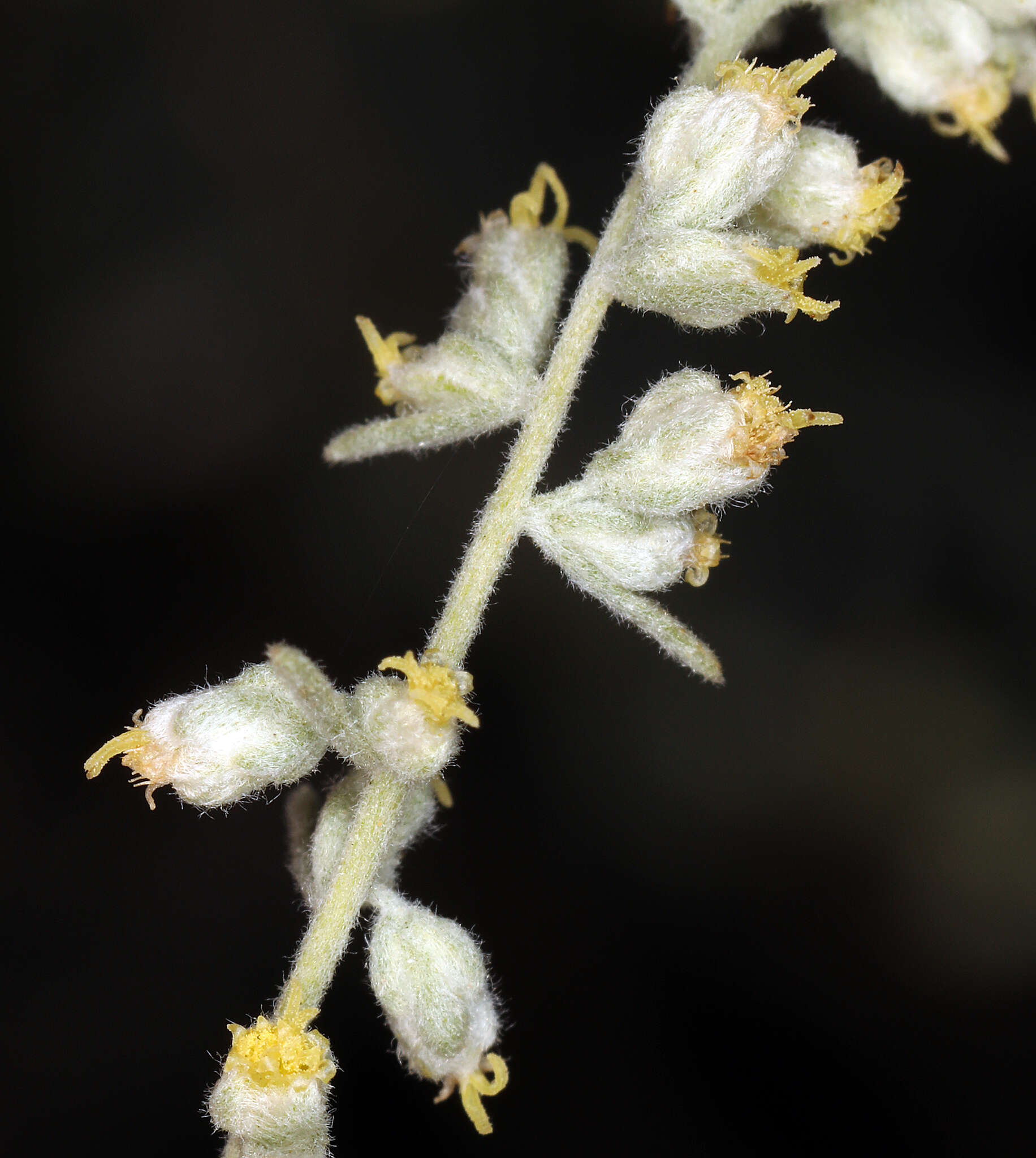 Artemisia bigelovii A. Gray resmi