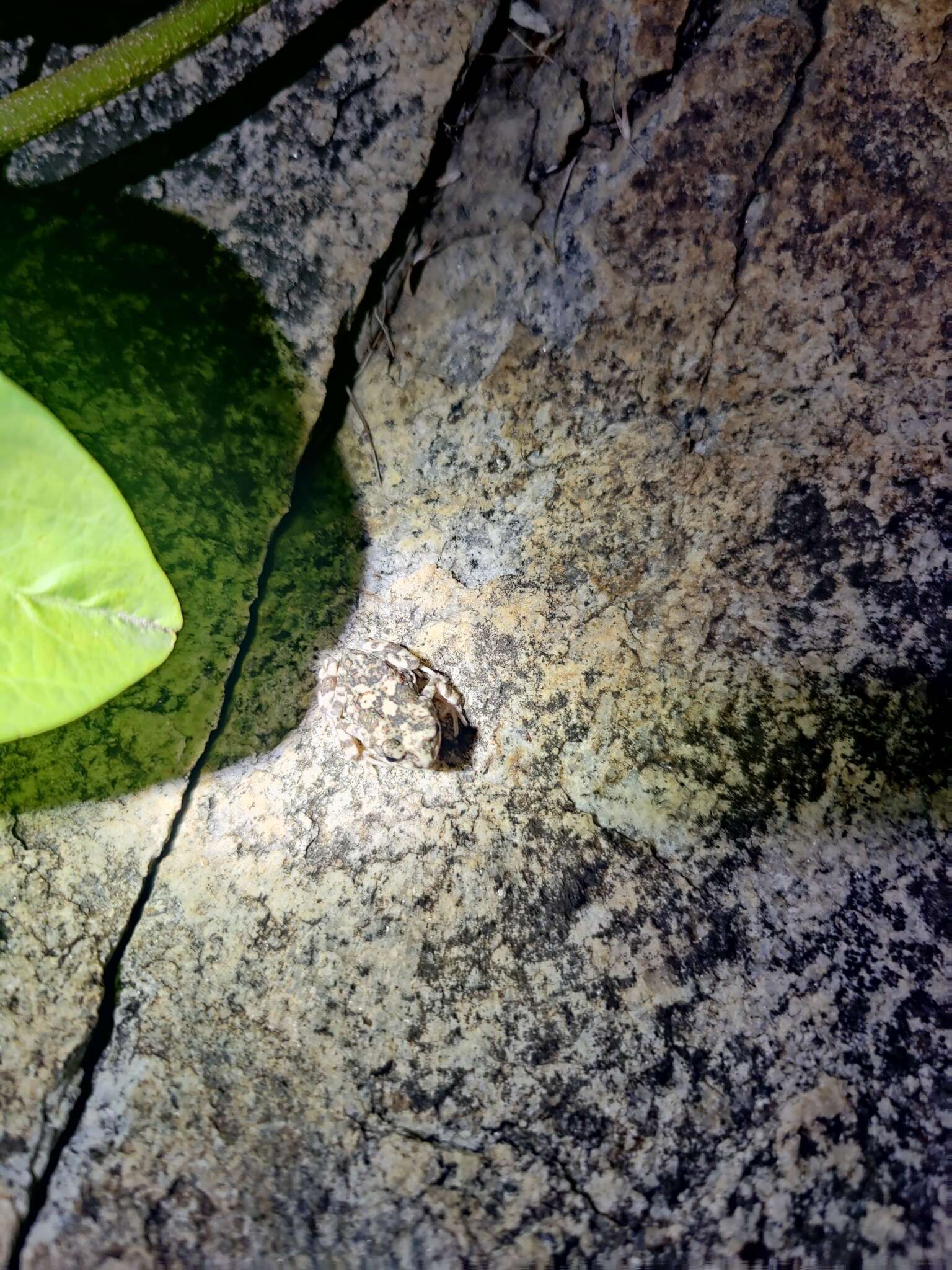 Image of Günther’s toad or rock toad