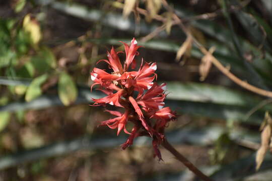 Imagem de Porphyrostachys pilifera (Kunth) Rchb. fil.