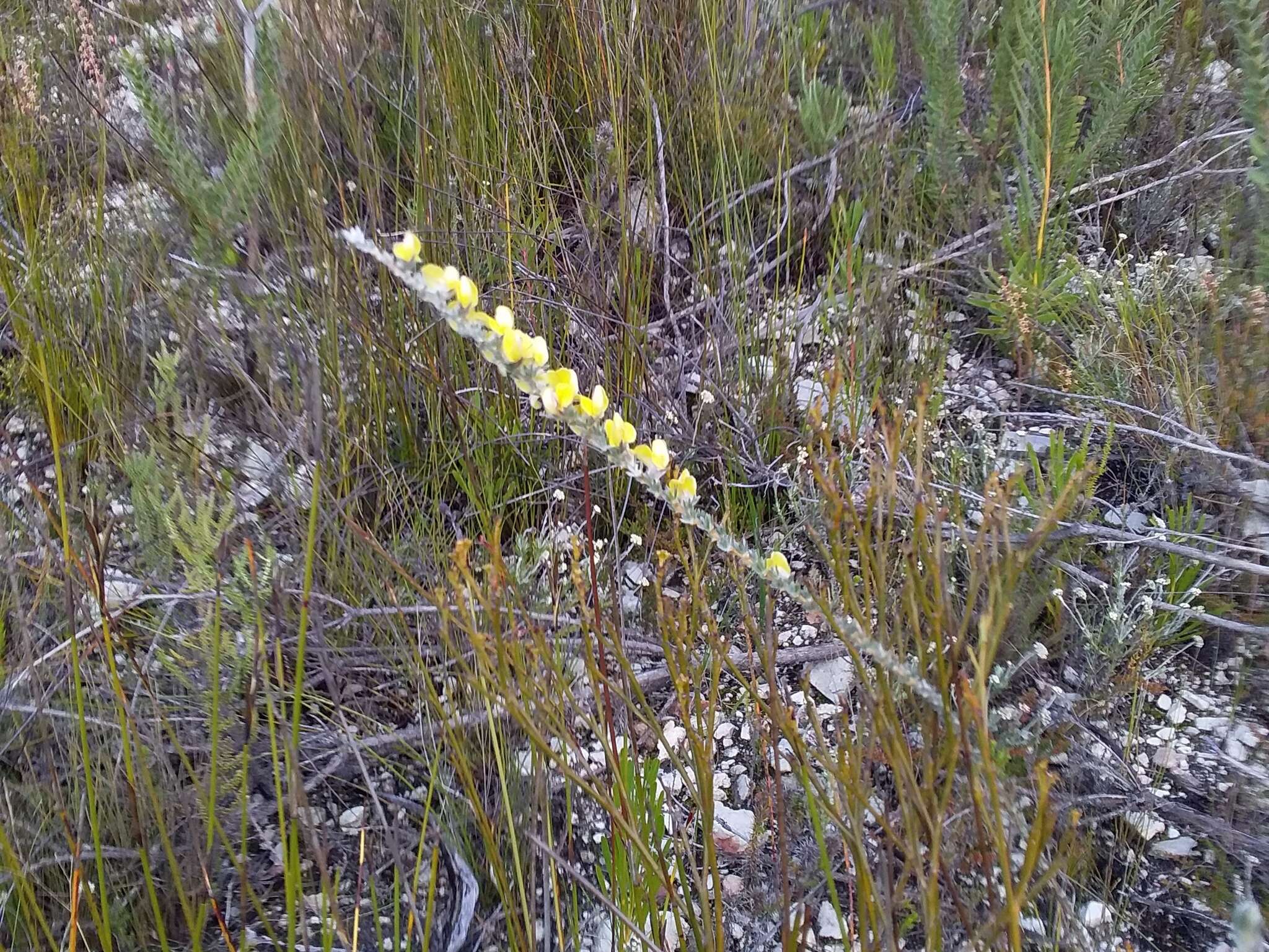 Image of <i>Aspalathus caledonensis</i>