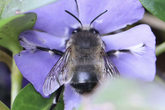 Image of Anthophora pacifica Cresson 1879