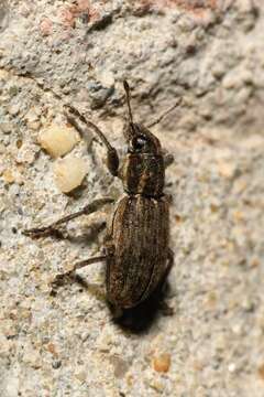 Image of Sitona puncticollis Stephens 1831