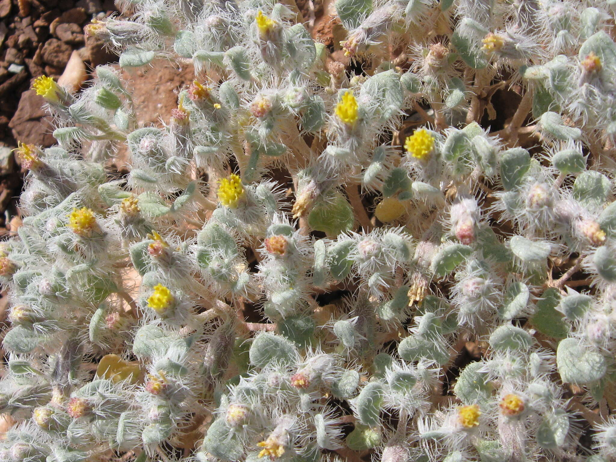 Image of hairybeast turtleback