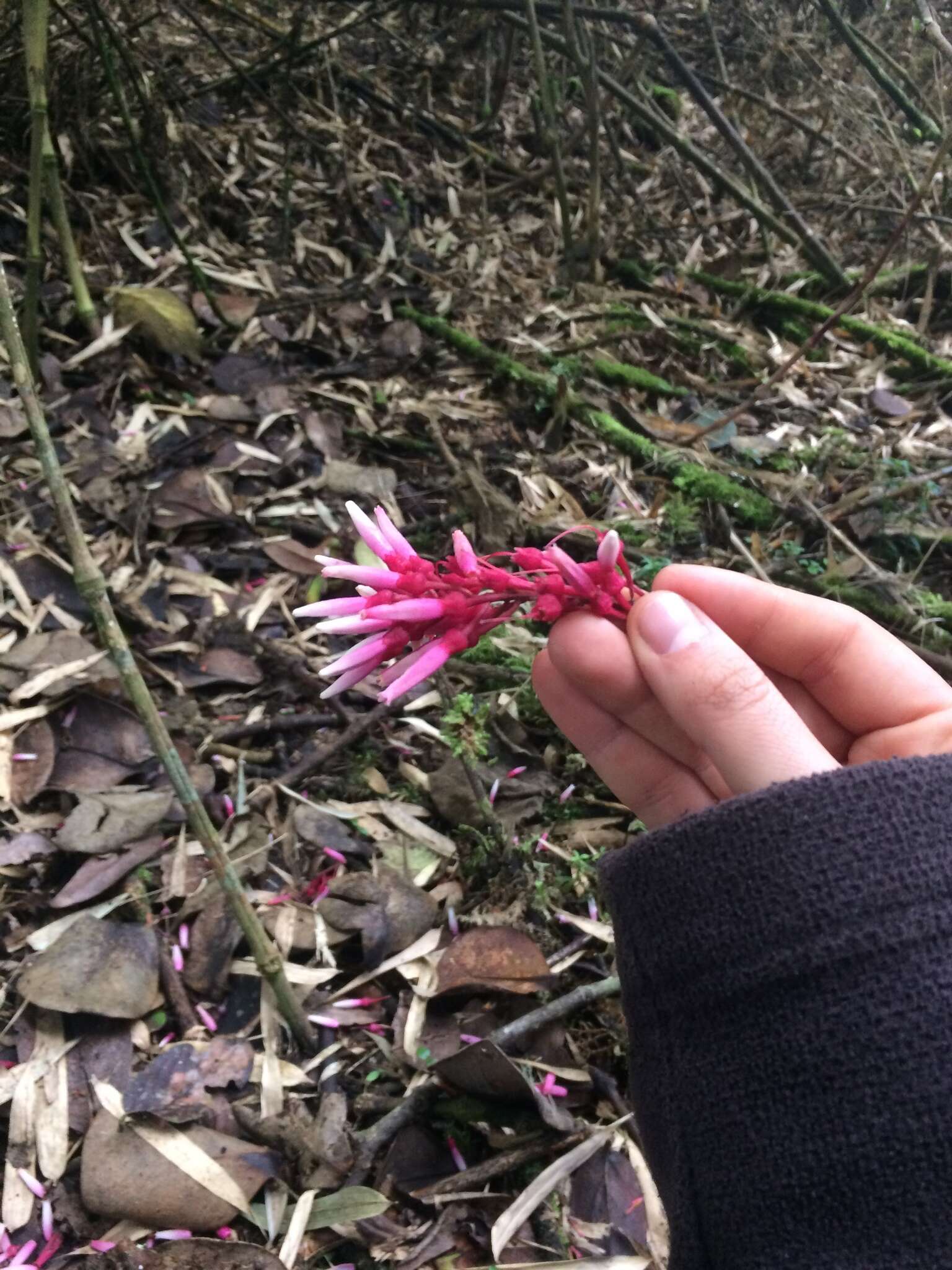 Sivun Thibaudia floribunda Kunth kuva