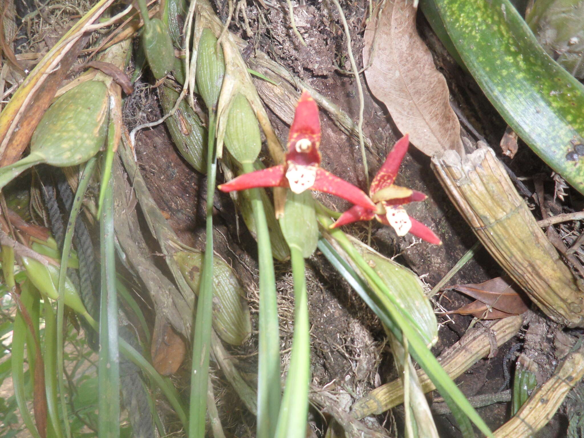 Image of Coconut orchid