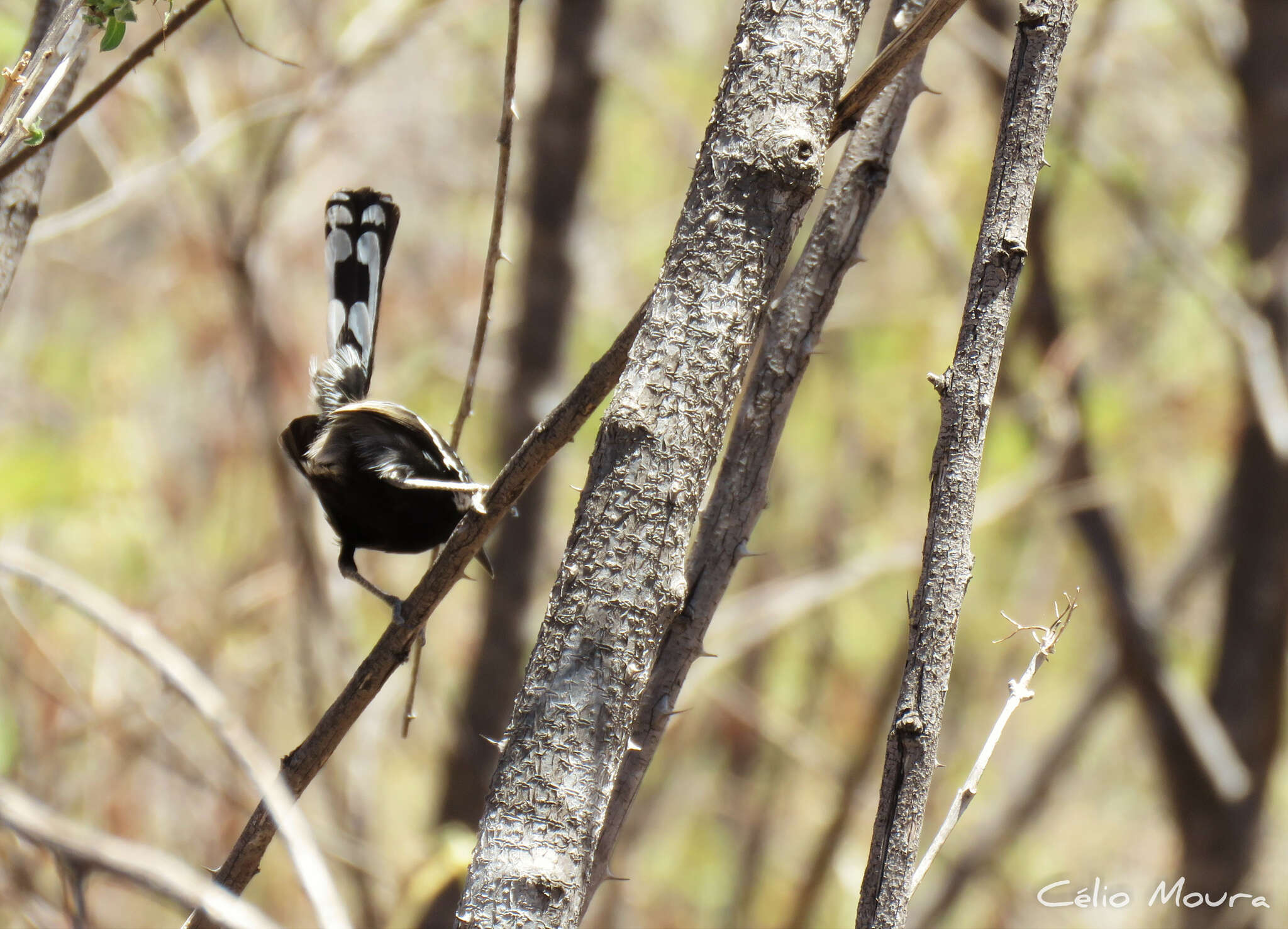 Image of Black-bellied Antwren