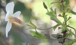 Image of Jamesbrittenia argentea (L. fil.) O. M. Hilliard