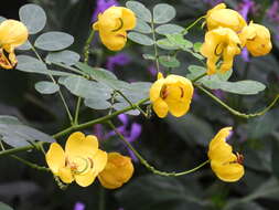 Senna pendula var. glabrata (Vogel) H. S. Irwin & Barneby resmi