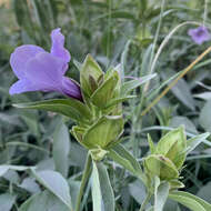 Imagem de Barleria mackenii Hook. fil.