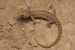 Image of Marked geckos