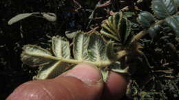 Image of Polylepis quadrijuga Bitter