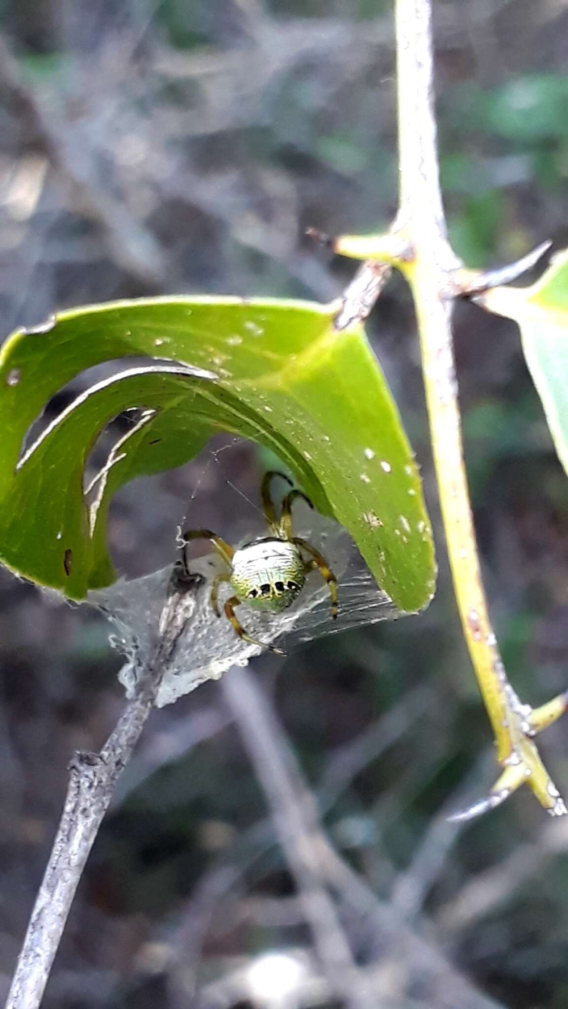 Image of Bijoaraneus legonensis (Grasshoff & Edmunds 1979)