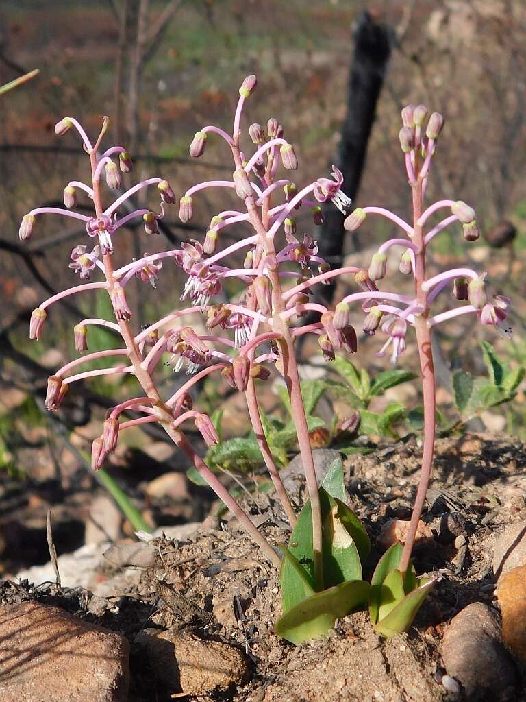 Image of Ledebouria ovalifolia (Schrad.) Jessop