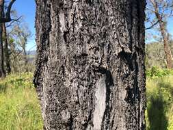 Image of silver-leaf ironbark