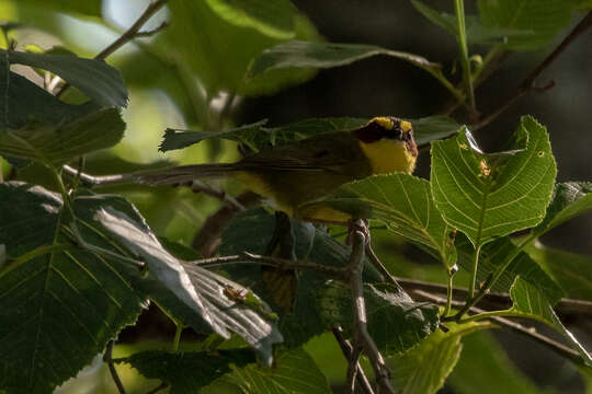 Image of Golden-browed Warbler