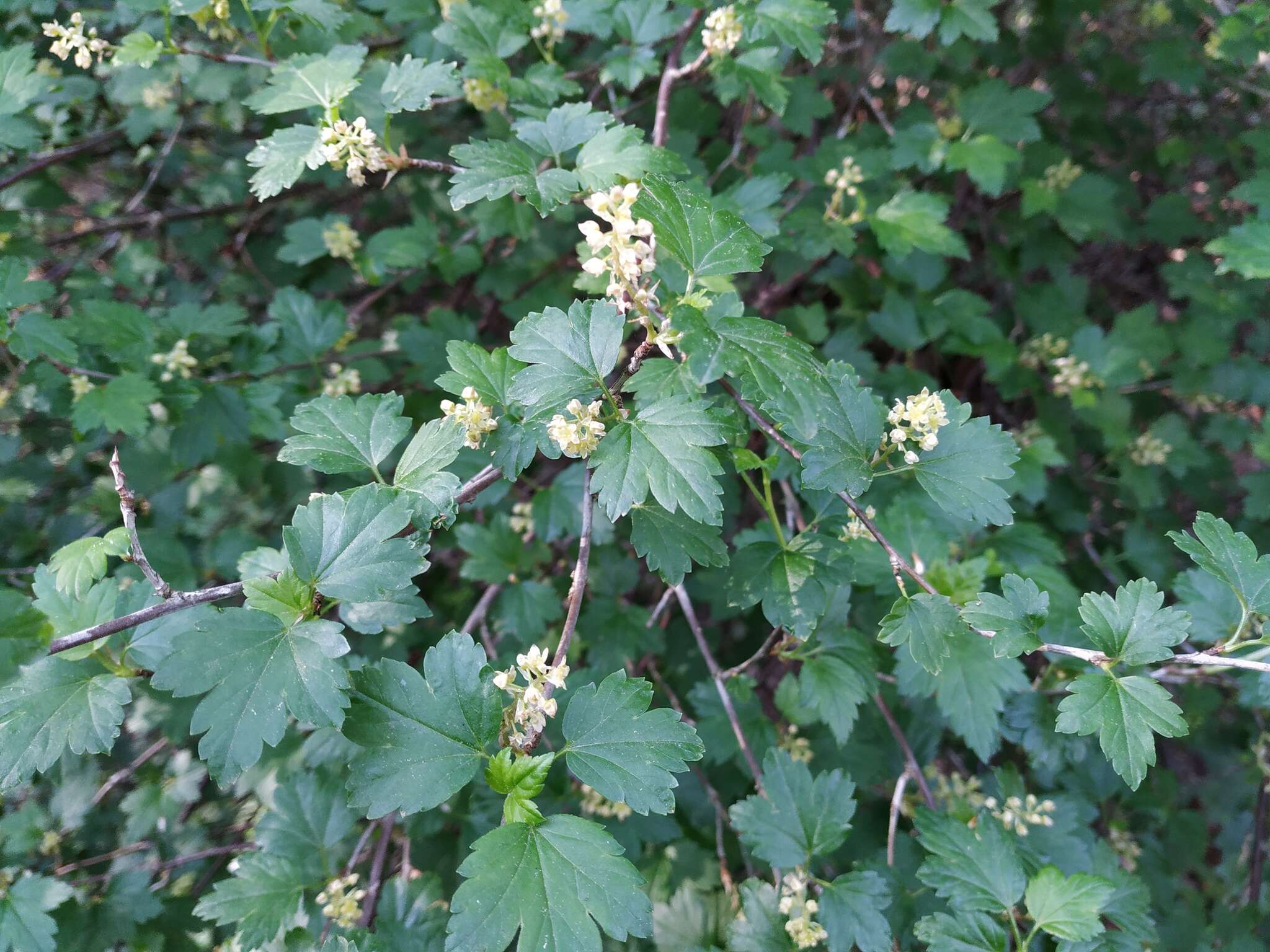 Image of Mountain Currant