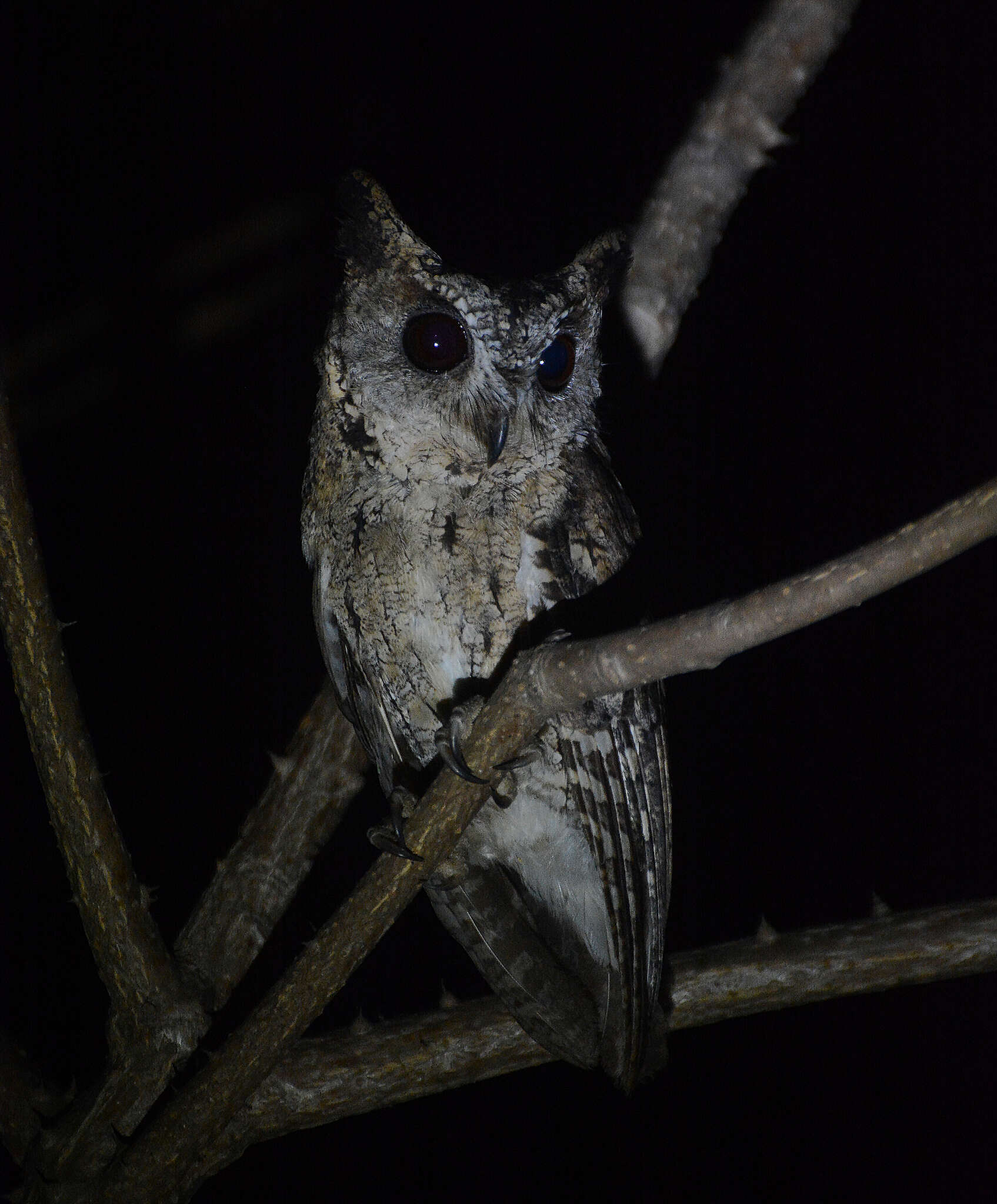 صورة Otus bakkamoena Pennant 1769