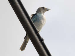 Image of Glaucous Tanager
