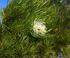 Image de Grevillea exul Lindl.