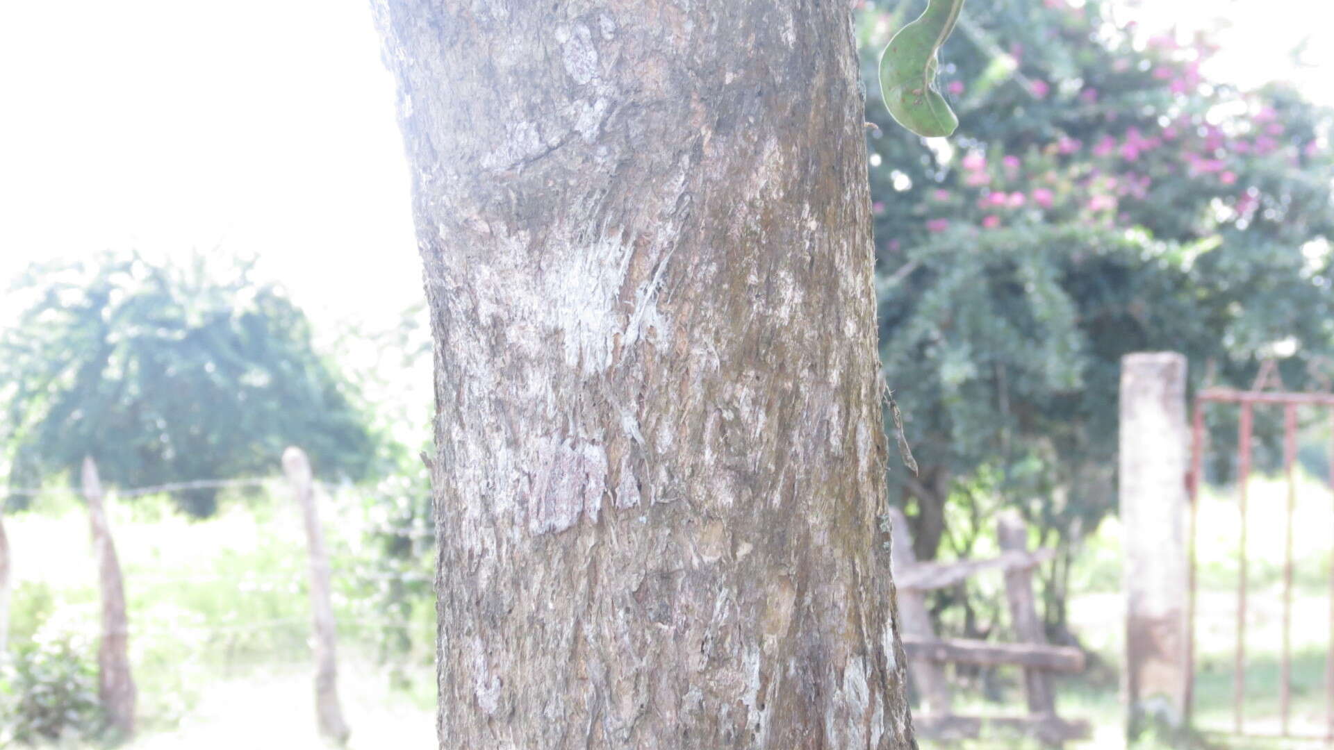 Image of common calabash tree