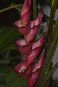 Image of Heliconia bourgaeana Petersen