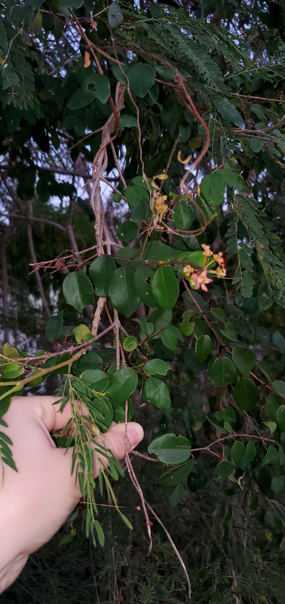 Plancia ëd Heteropterys purpurea (L.) Kunth