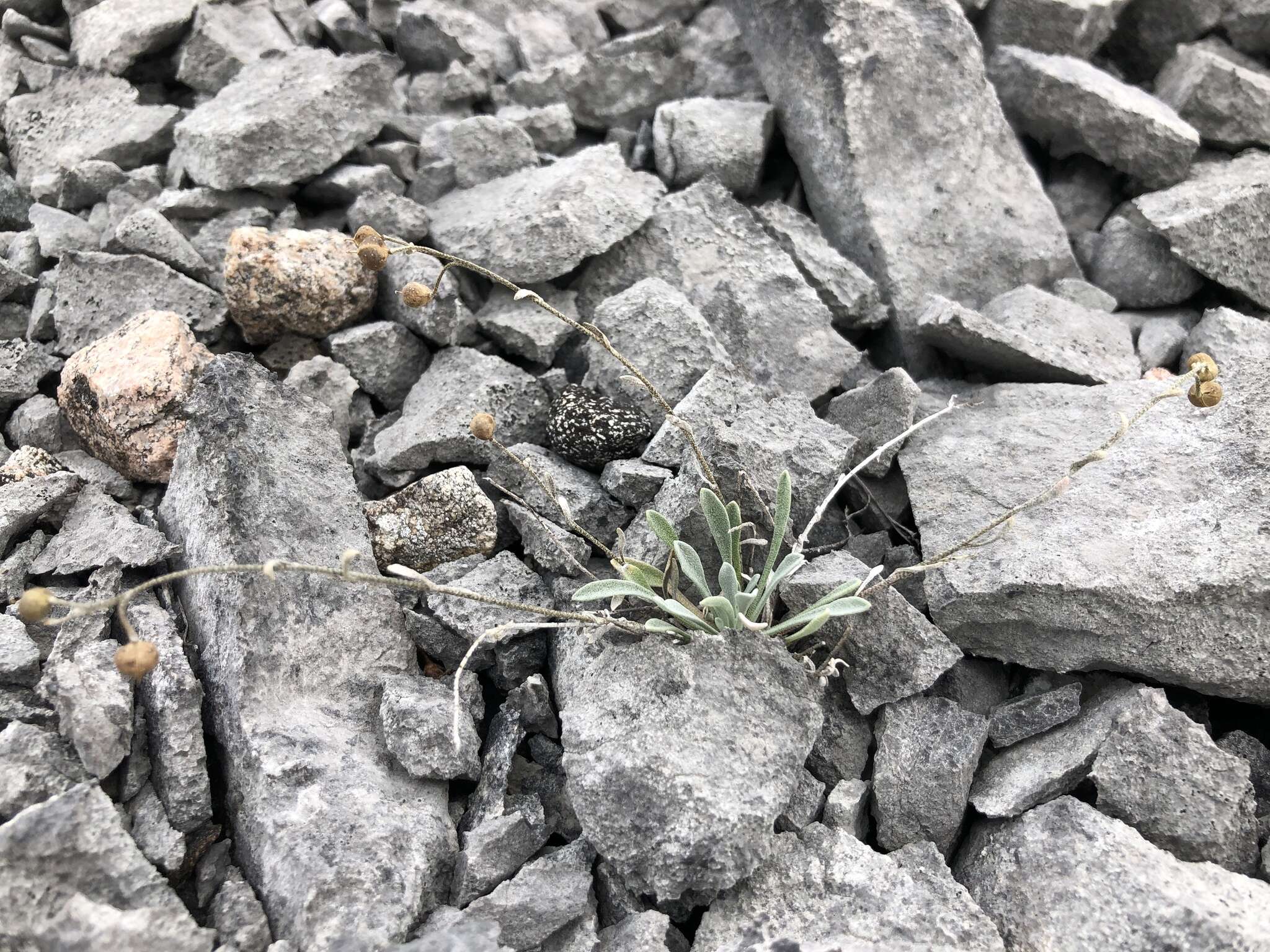 Image of arctic bladderpod