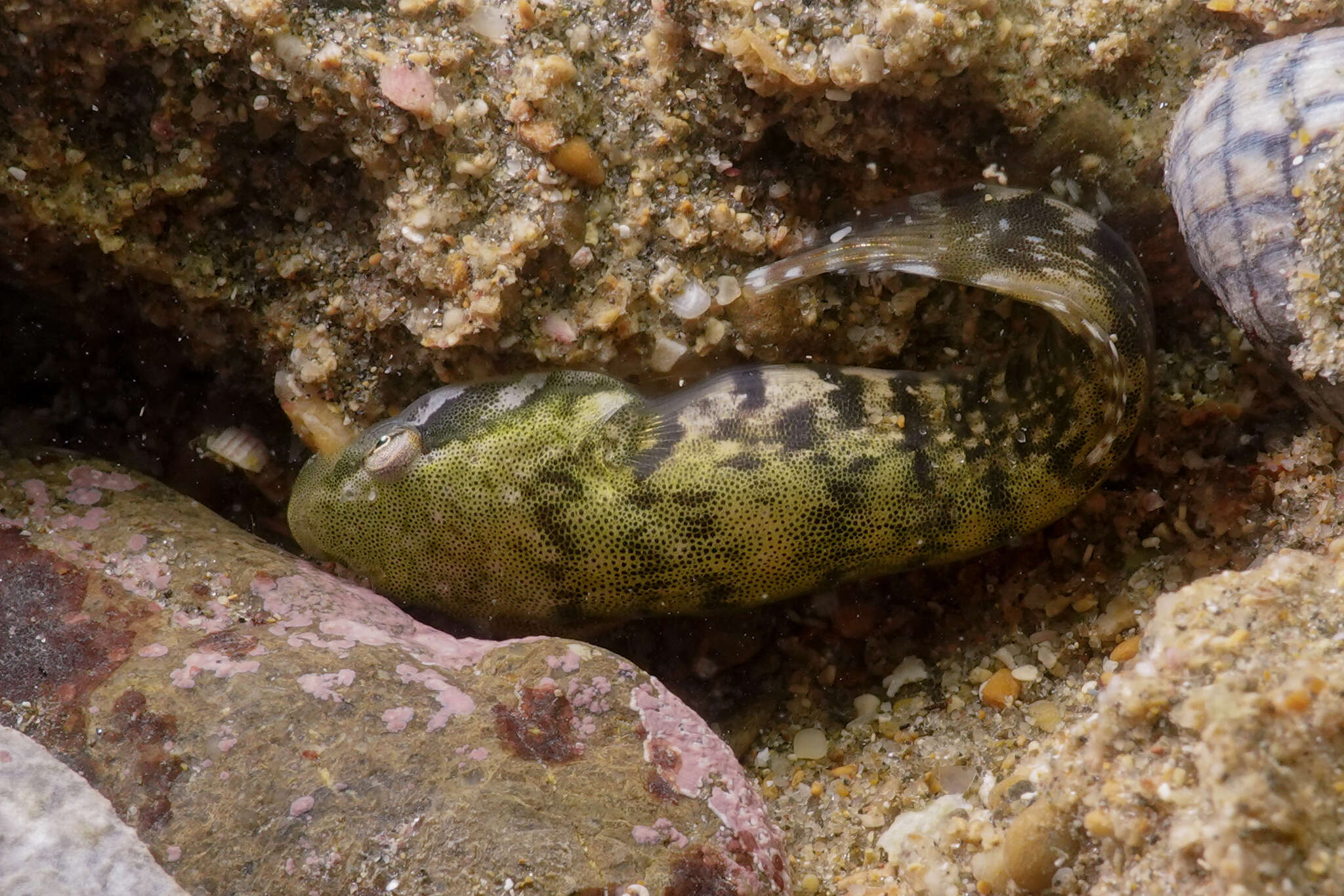 Image of Estuary Clingfish