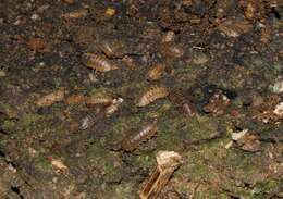 Image of Armadillidium insulanum Verhoeff 1907